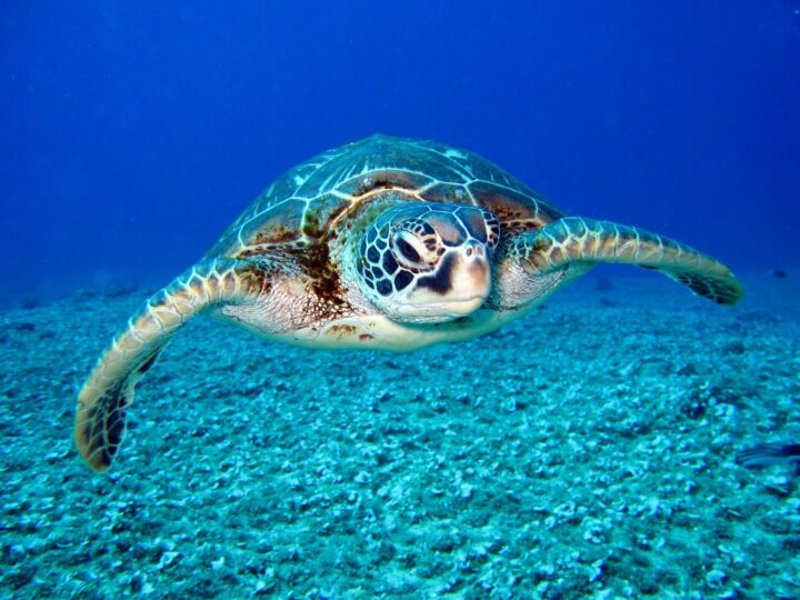 Paradiso Acquatico