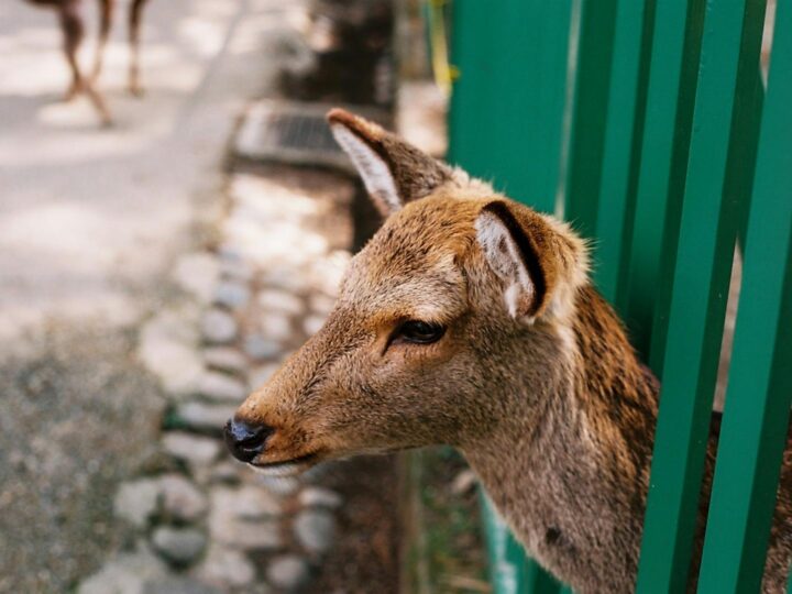 Beale Wildlife Park