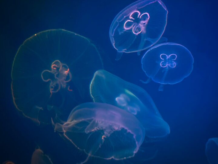 BIOPARC Aquarium de Gijn