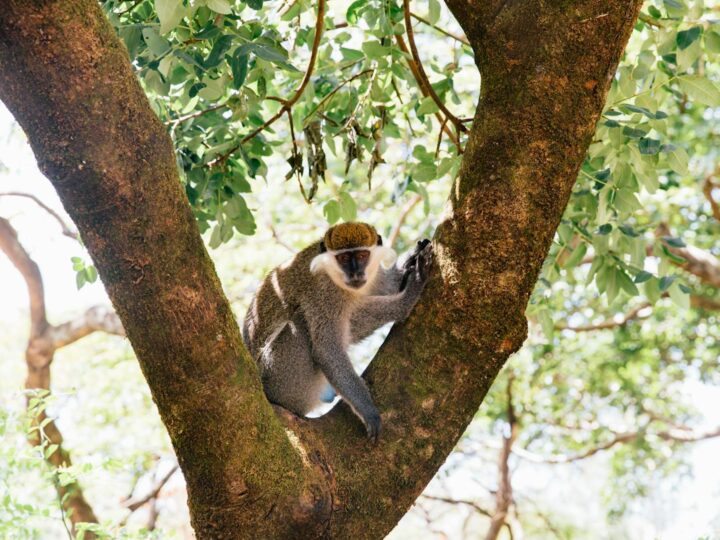 Centrum Ochrony Biornorodnoci Zoobotanicznej Jerez  Alberto Durn