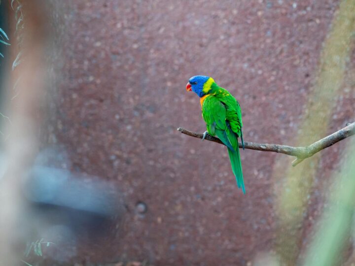 Zoo di Chemnitz