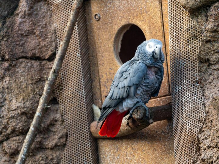 Zoo di Chemnitz