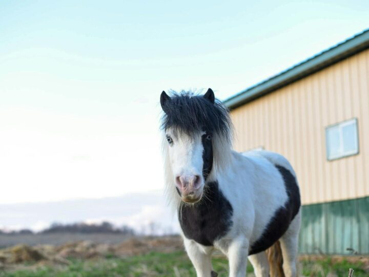 Falabella