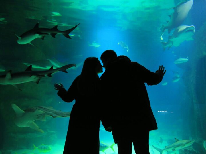 Acquario di Gdynia