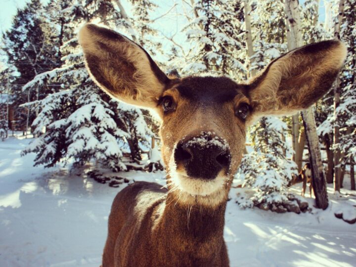 Gonsenheimer Wild Park