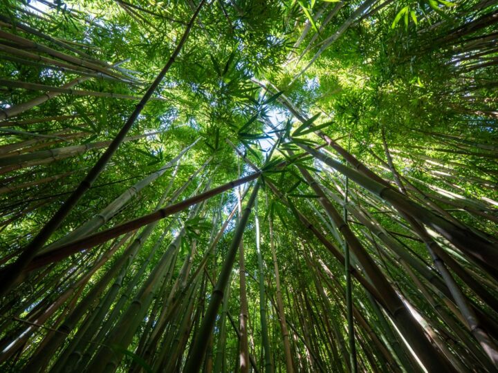 bosque