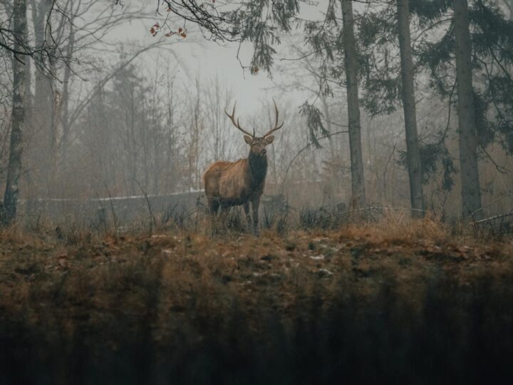 bosque