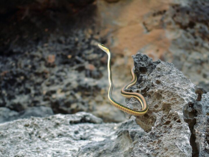 Serpent Gewchshuser