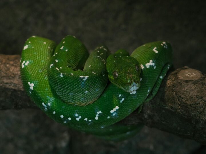 Serpent Gewchshuser