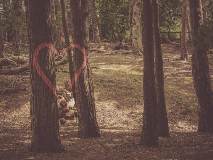 Parque Haigh Woodland