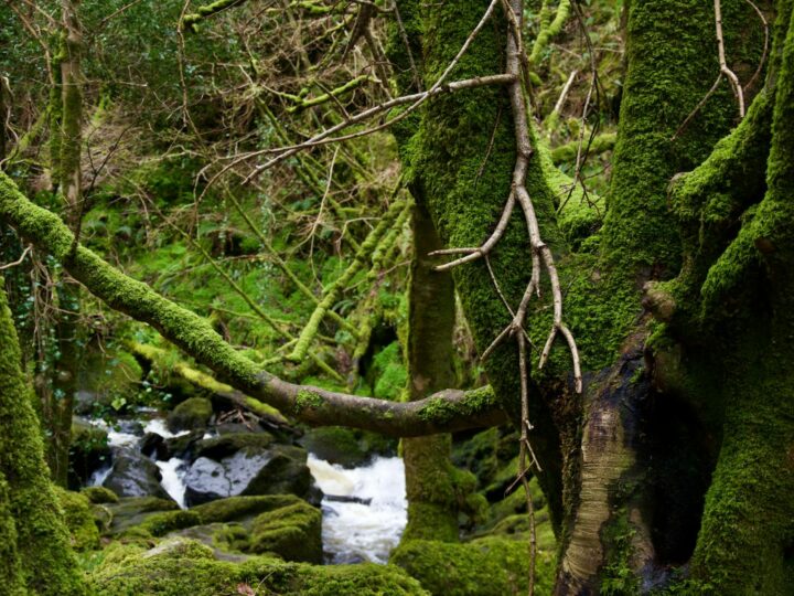 Arboreto del Parco Hatanp