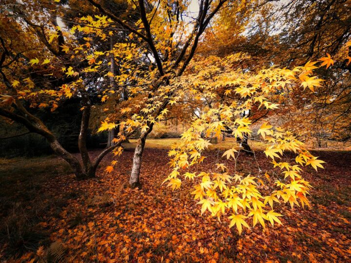 Arboreto del Parco Hatanp