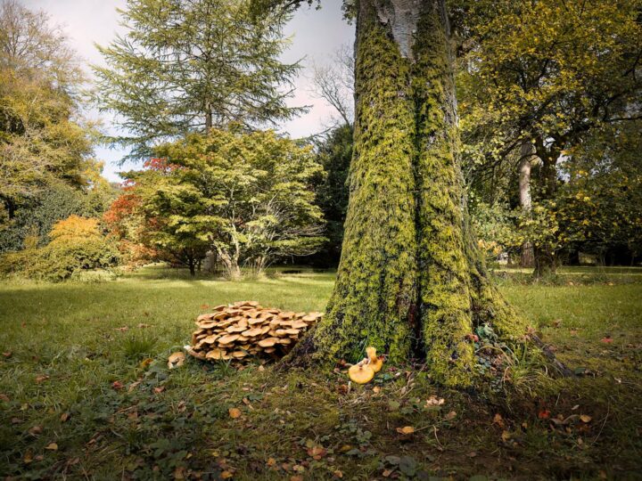 Arboreto del Parco Hatanp