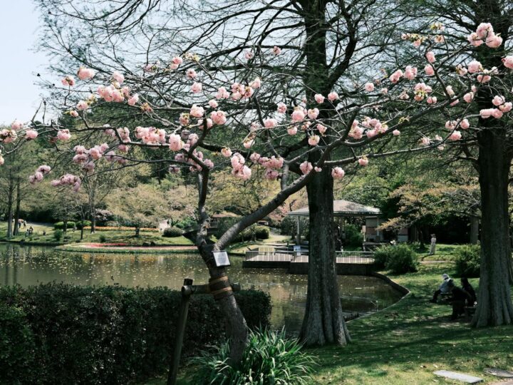 Arboreto del Parco Hatanp