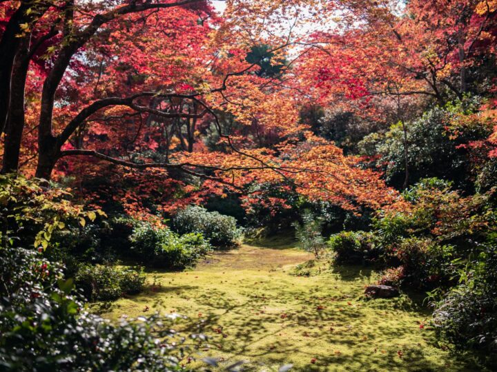 Arboreto del Parco Hatanp