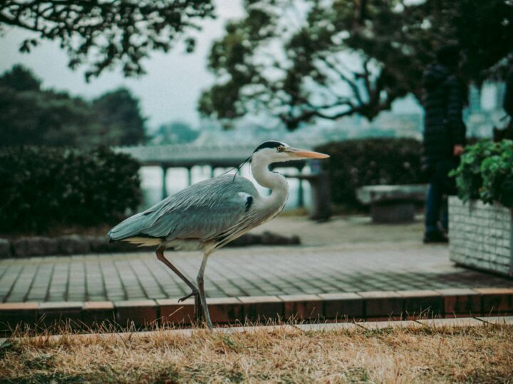 Parco del Hron