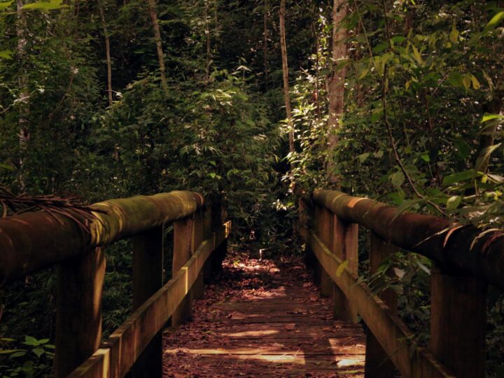 Jungle Adventure Park