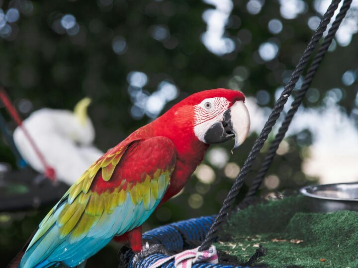 Zoolgico de Koice