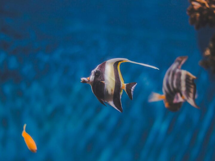 Acquario Nazionale Marino