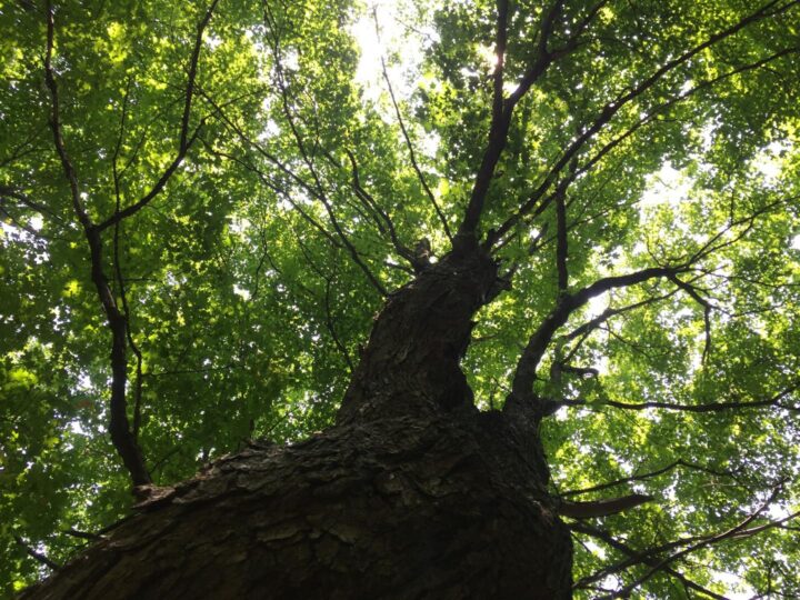 Parc du Bois de Chne
