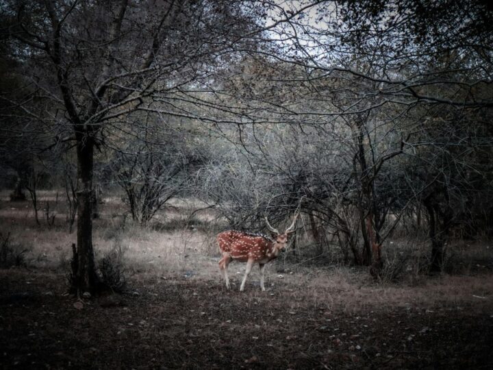 Parc du Bois de Chne