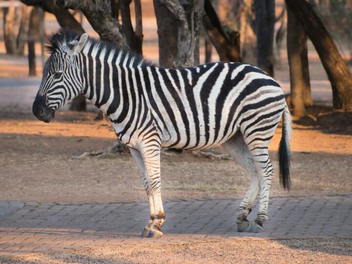 Zoo di Ostrava