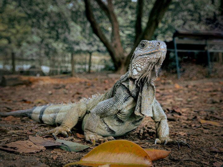 Zoo di Ostrava