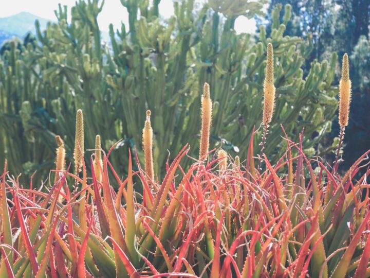 Parco di San Diego