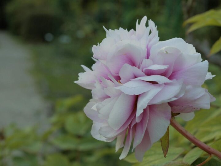 Parc des Roses