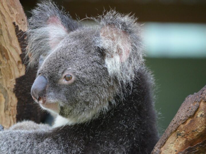Rostock Zoo