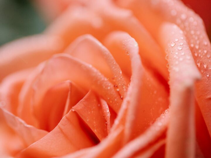 El Jardn de Rosas