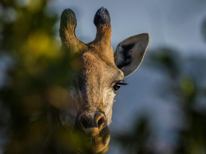 Thuringian Zoo Park Erfurt