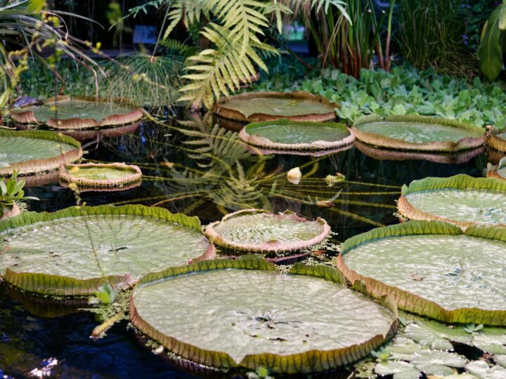 Jardines Victoria