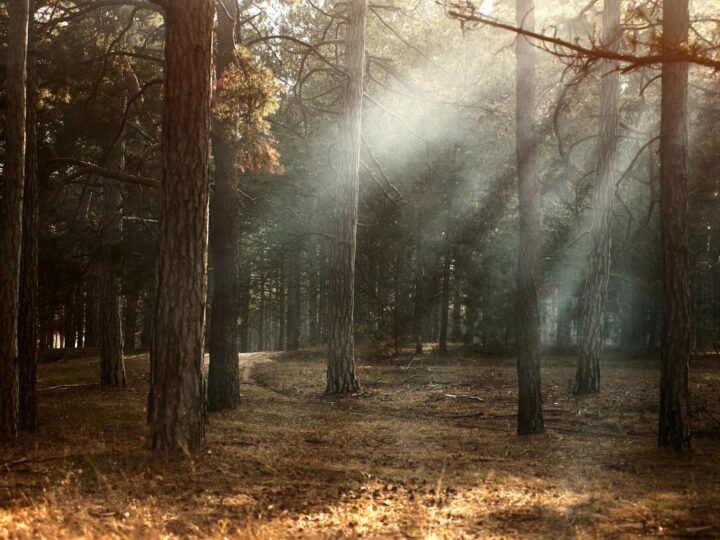 Parco a tema familiare Woodlands