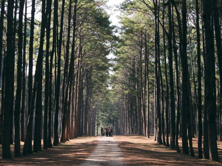 Parco a tema familiare Woodlands