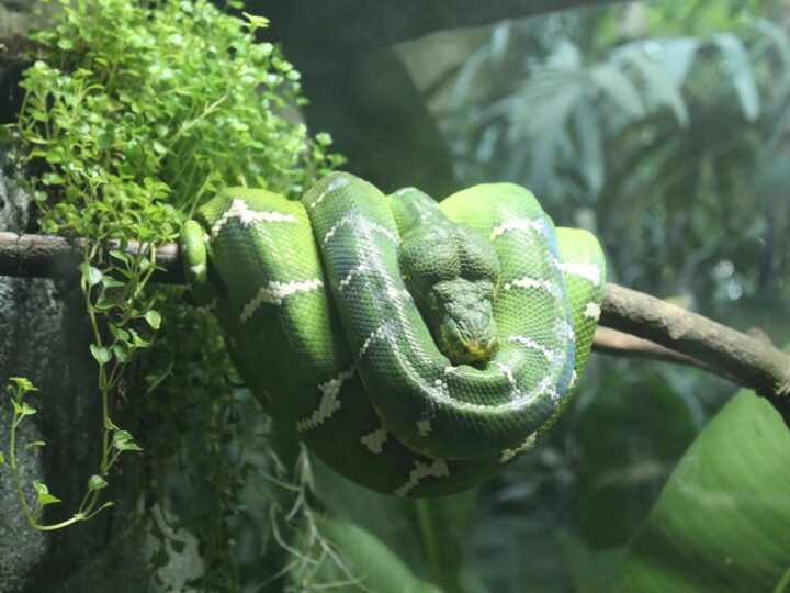 Zoo und Garten Fasanerie
