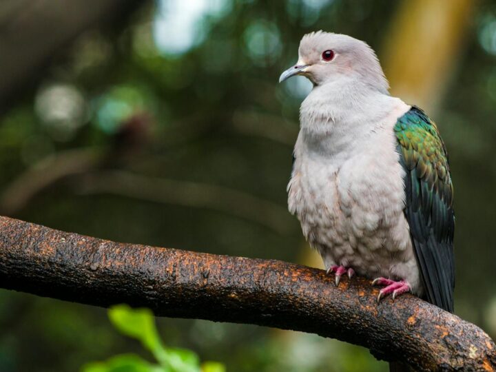 Zoo und Garten Fasanerie