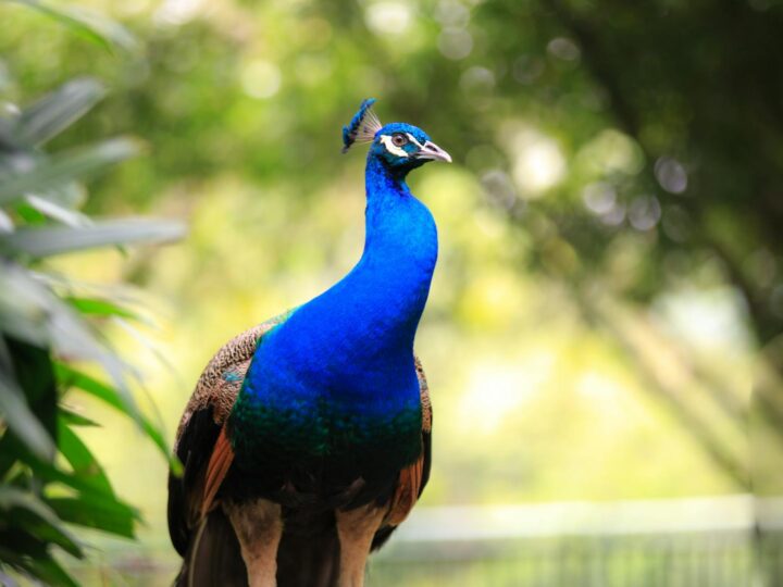 Zoo und Garten Fasanerie