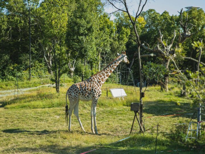 Zoo und Garten Fasanerie