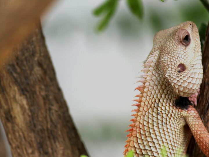 Zoo und Garten Fasanerie