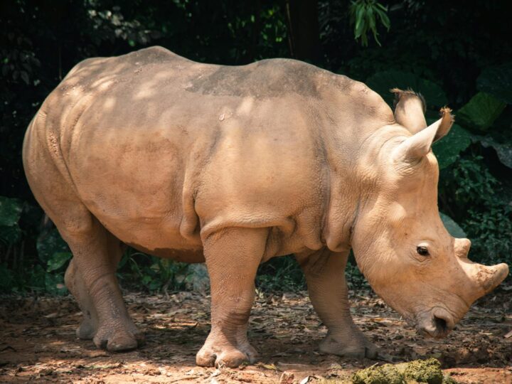 Giardino Zoologico di Bucov Ploieti