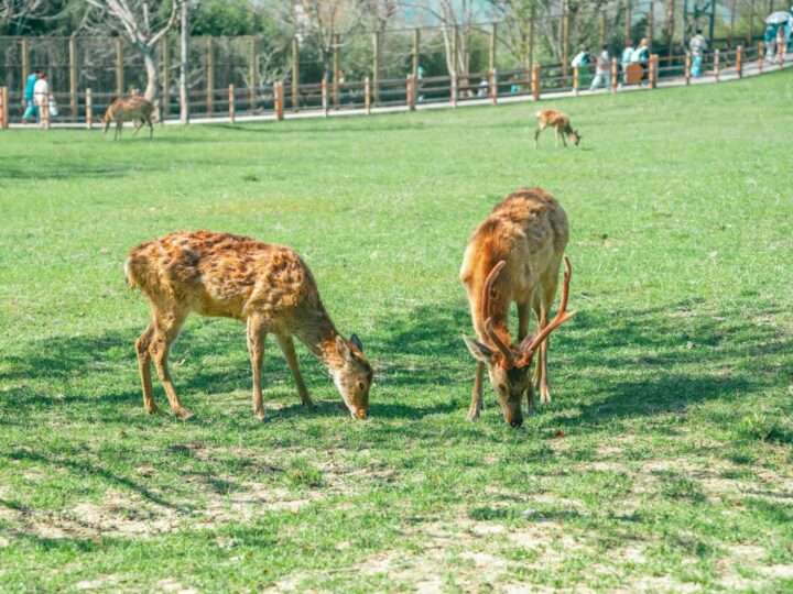 Aiete Park