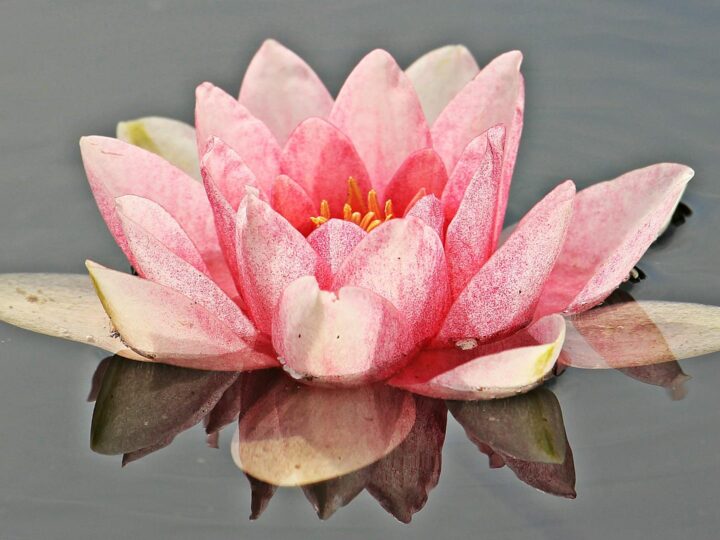 Aquapark Nymphaea
