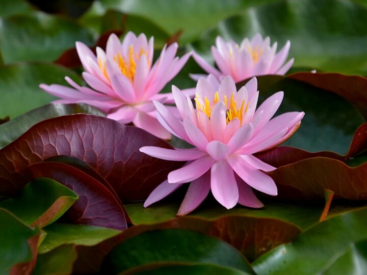 Aquapark Nymphaea
