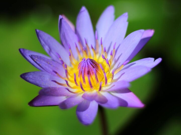 Aquapark Nymphaea
