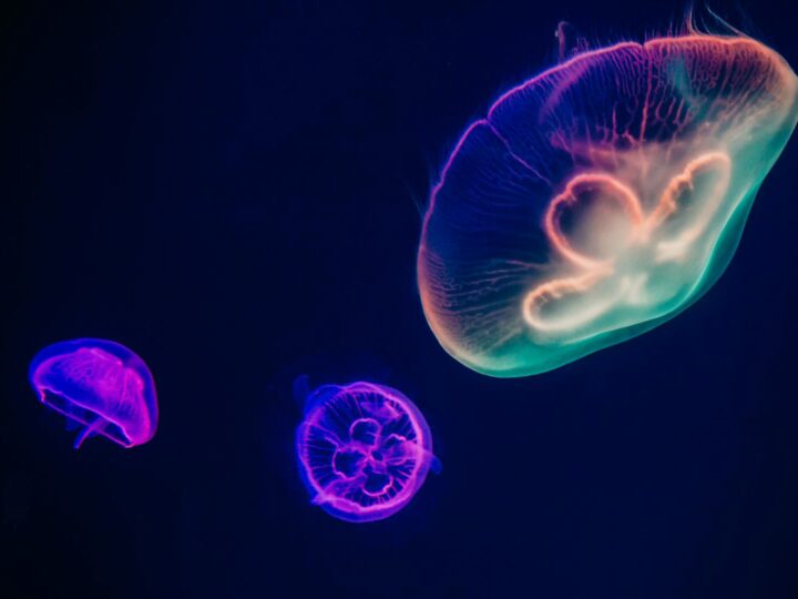 Aquarium