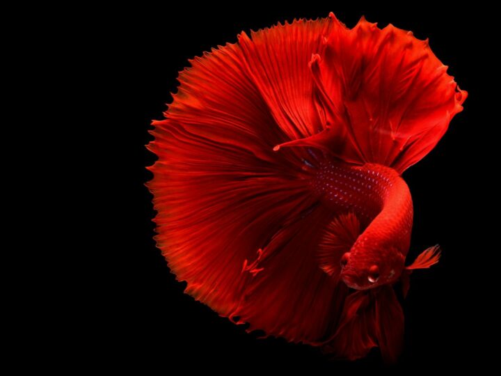 Aquarium