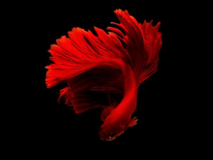 Aquarium