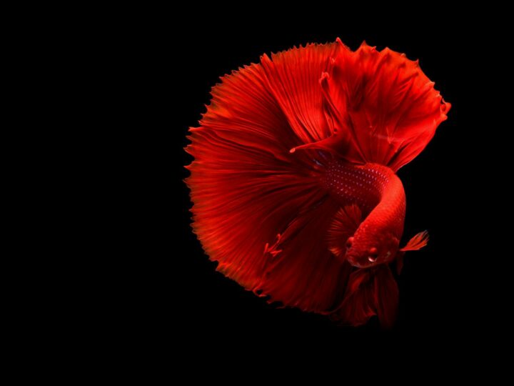 Aquarium