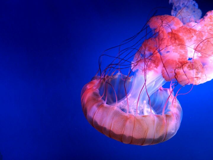 Aquarium